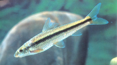 油鱼――直口鲮