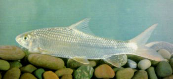 长江上游养殖鱼类――四川白甲鱼