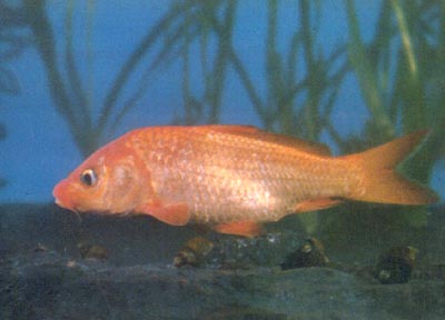 世界最早养殖的鱼类