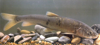 高原鱼中之皇――青海湖裸鲤