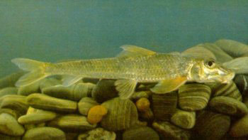 船钉子――蛇鮈