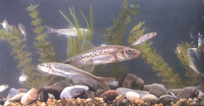 新疆高原鱼类――新疆裸重唇鱼
