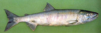 江里生,海里长的****哈鱼