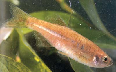 小型热带鱼—丹亚科与鲃亚科