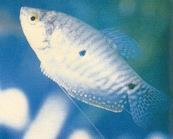 蓝宝石—线足鲈