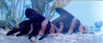 观赏鱼的贵族—胭脂鱼