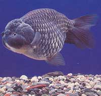 世界最早饲养的观赏鱼—金鱼