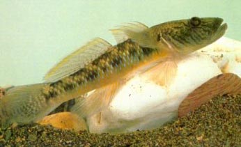 善跳跃的鱼--鰕虎鱼