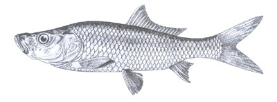 云南龙眼鲤――翘嘴鲤