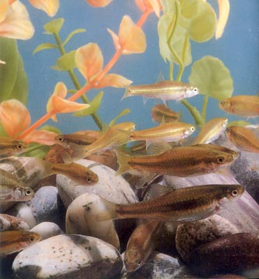 金白娘――稀有鮈鲫