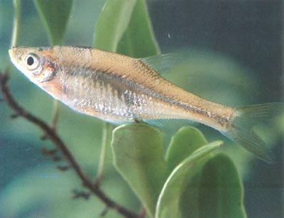 台湾小鳊鱼――台细鳊