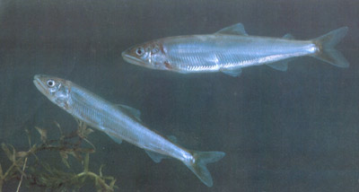 “淡水鱼之王――香鱼”