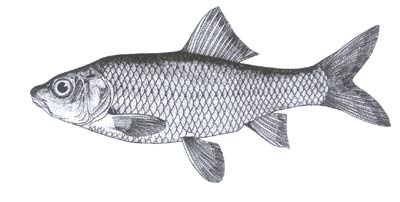 滇池麻鲤――小鲤