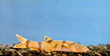 长江火花鱼――长薄鳅