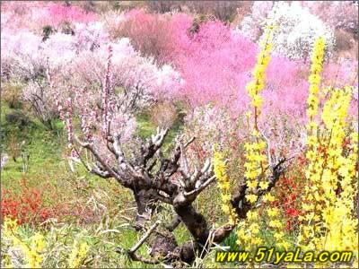 �й�ʮ����Ϥ�ص�İ����