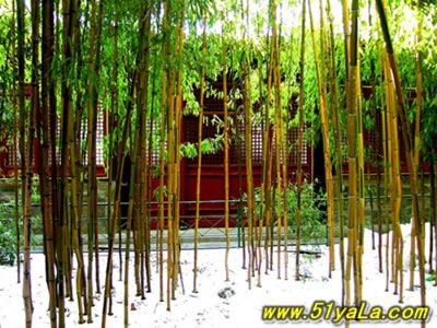 ϸ������ʮ����ѩʤ��