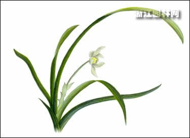 古代养兰十二月口诀