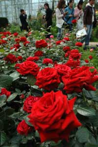 肯尼亚玫瑰农场揭开“点花成金”的秘密图