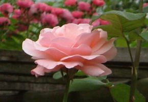 肯尼亚玫瑰农场揭开“点花成金”的秘密图