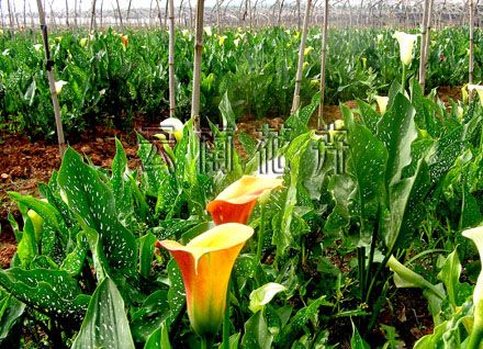 “虹之华”彩色马蹄莲切花批量出口日本