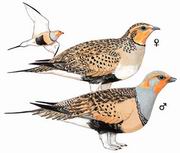 ëɳ Pallass Sandgrouse