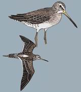  Long-billed Dowitcher