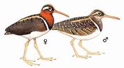  Greater Painted-snipe