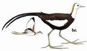 ˮ Pheasant-tailed Jacana