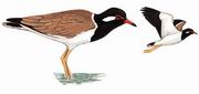 �ⴹ�� Red-wattled Lapwing