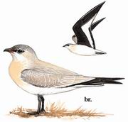 �����a Small Pratincole