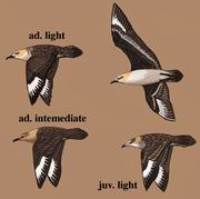 ������Ÿ South-Polar Skua