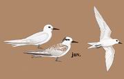 Ÿ White Tern