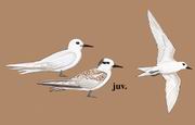 白玄鸥 White Tern