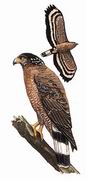 ߵ Crested Serpent-Eagle