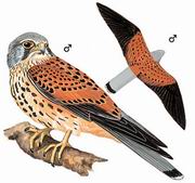  Common Kestrel