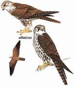  Saker Falcon