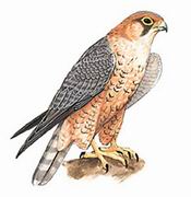  Barbary Falcon