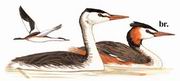 ��ͷ���� Great Crested Grebe