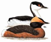 ������ Horned Grebe