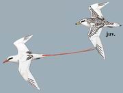 ��β�s Red-tailed Tropicbird