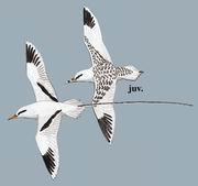 ��β�s White-tailed Tropicbird