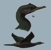 ھ Pygmy cormorant