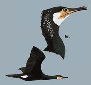 ̱ Temmincks Cormorant