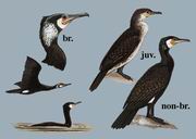 ͨ Great Cormorant