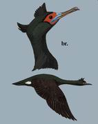  Red-faced Cormorant