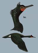  Sea Cormorant