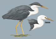 ׾ Pied Heron