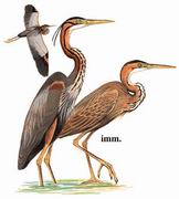  Purple Heron