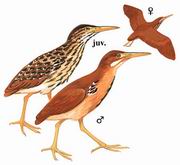 ��έ�Z Cinnamon Bittern