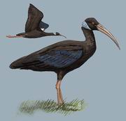 q White-shouldered Ibis